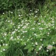 Foto von Besonderheit Ranunculus aconitifolius