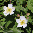 Blütenfoto Ranunculus aconitifolius
