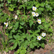 Habitusfoto Ranunculus aconitifolius