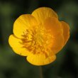 Portraitfoto Ranunculus acris ssp. friesianus