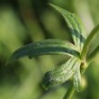 Foto von Besonderheit Ranunculus acris ssp. friesianus