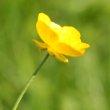 Blütenfoto Ranunculus acris ssp. friesianus