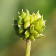 Fruchtfoto Ranunculus acris ssp. friesianus