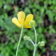 Blütenfoto Ranunculus acris