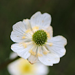 Fruchtfoto Ranunculus alpestris