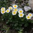 Habitusfoto Ranunculus alpestris