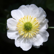 Portraitfoto Ranunculus alpestris