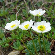 Portraitfoto Ranunculus alpestris