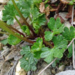 Blätterfoto Ranunculus alpestris