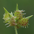 Fruchtfoto Ranunculus arvensis