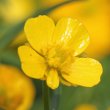 Blütenfoto Ranunculus auricomus aggr.