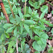 Foto der Jungpflanze Ranunculus auricomus aggr.