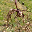 Foto von Besonderheit Ranunculus bulbosus