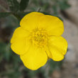 Portraitfoto Ranunculus bulbosus