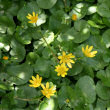 Habitusfoto Ranunculus ficaria