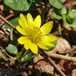 Portraitfoto Ranunculus ficaria