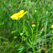 Portraitfoto Ranunculus flammula