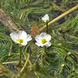 Portraitfoto Ranunculus fluitans