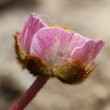 Blütenfoto Ranunculus glacialis