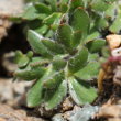 Stängel-/Stammfoto Ranunculus glacialis