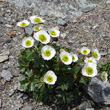 Habitusfoto Ranunculus glacialis