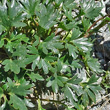 Blätterfoto Ranunculus glacialis