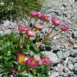 Foto von Besonderheit Ranunculus glacialis