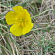 Portraitfoto Ranunculus gramineus