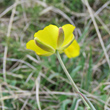 Foto Kelch Ranunculus gramineus