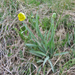 Habitusfoto Ranunculus gramineus
