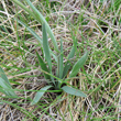 Blätterfoto Ranunculus gramineus