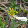 Fruchtfoto Ranunculus kuepferi