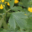 Blätterfoto Ranunculus lanuginosus