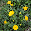 Habitusfoto Ranunculus montanus