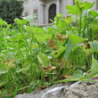 Habitusfoto Ranunculus muricatus