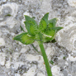 Fruchtfoto Ranunculus muricatus