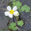 Portraitfoto Ranunculus peltatus