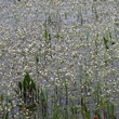 Foto von Besonderheit Ranunculus peltatus