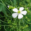 Portraitfoto Ranunculus platanifolius