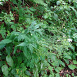 Habitusfoto Ranunculus platanifolius