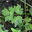 Foto Grundlätter Ranunculus repens
