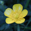 Portraitfoto Ranunculus repens