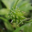Fruchtfoto Ranunculus repens