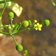 Portraitfoto Ranunculus sceleratus