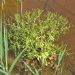 Habitusfoto Ranunculus sceleratus