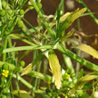 Foto von Besonderheit Ranunculus sceleratus