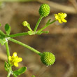 Fruchtfoto Ranunculus sceleratus