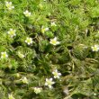 Blätterfoto Ranunculus trichophyllus