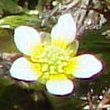 Portraitfoto Ranunculus trichophyllus