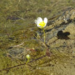 Portraitfoto Ranunculus trichophyllus subsp. eradicatus